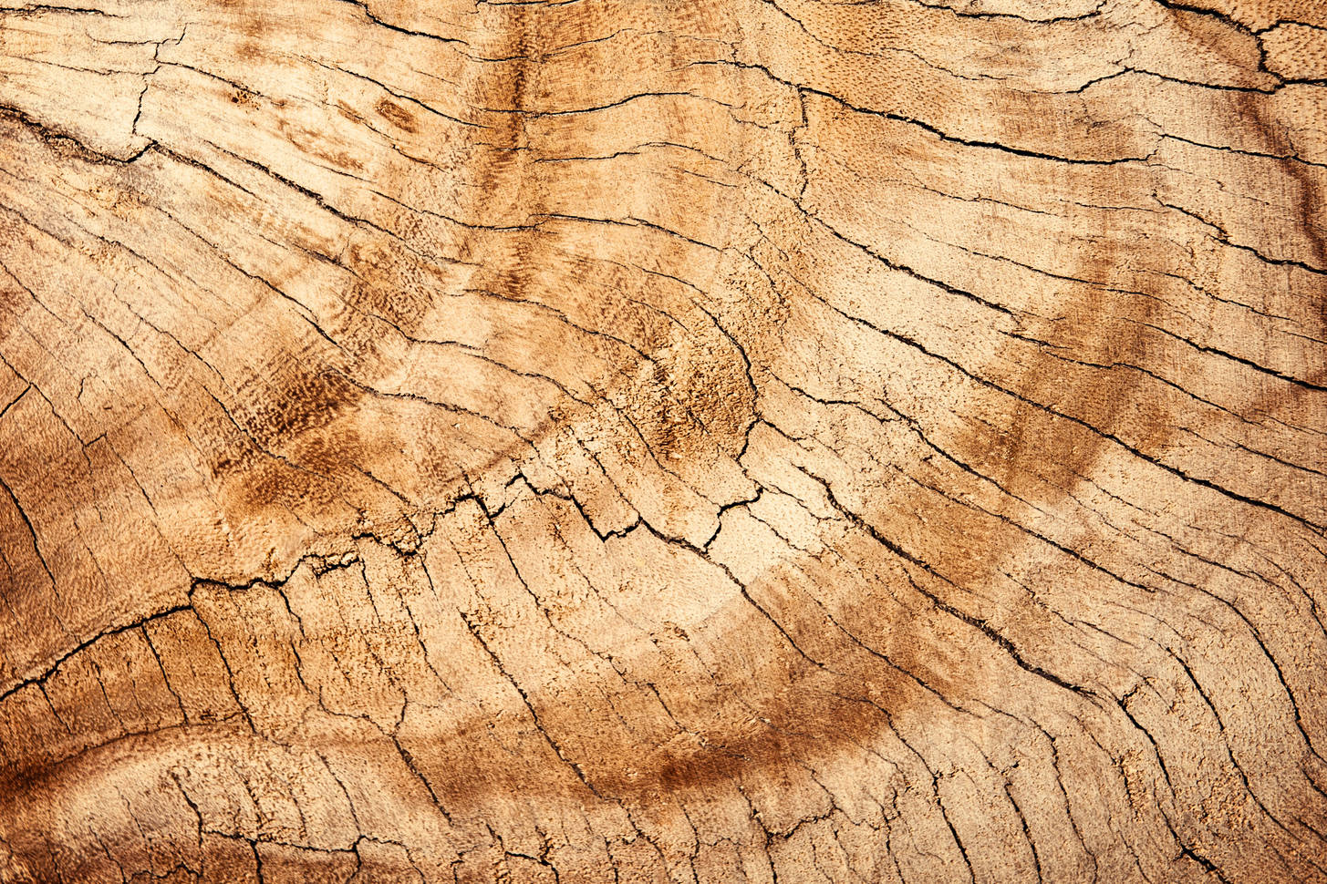 Рельеф дерева текстура