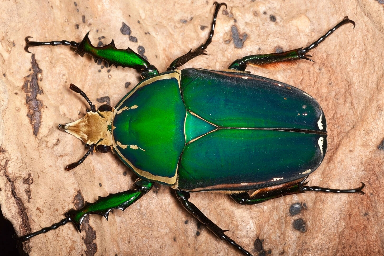 майский жук фото зеленый