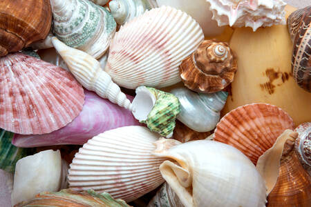 Coleção de conchas do mar