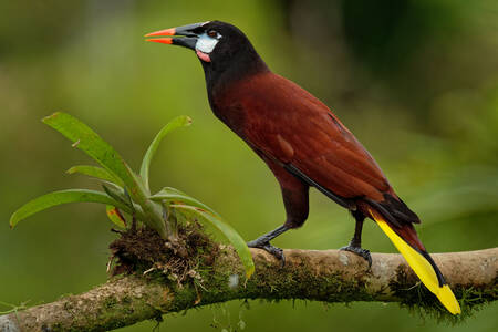 Ptak śpiewający Oropendola Montezuma