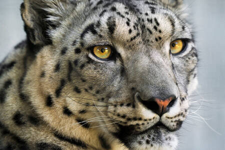 Retrato de leopardo da neve