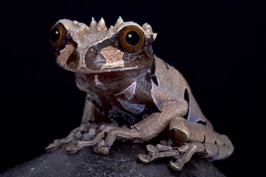 Triprion spinosus