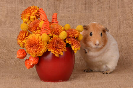 Guinea pig and bouquet