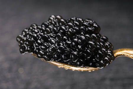 Black caviar close up