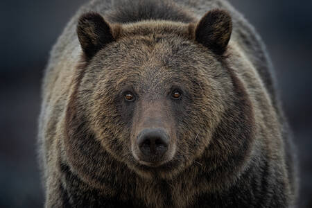 Oso grizzly