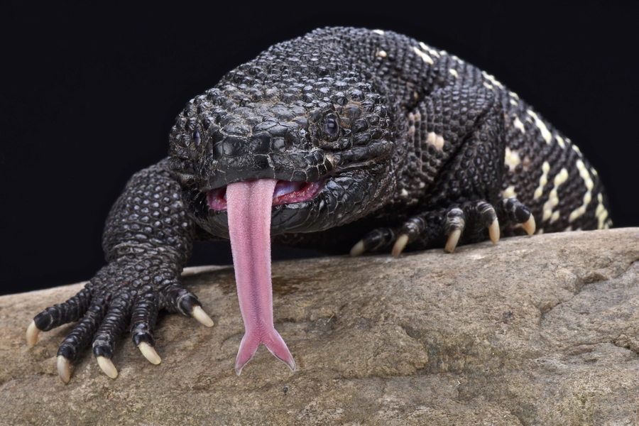Lézard à l'échelle du Guatemala
