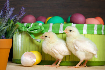 Chickens and Easter eggs