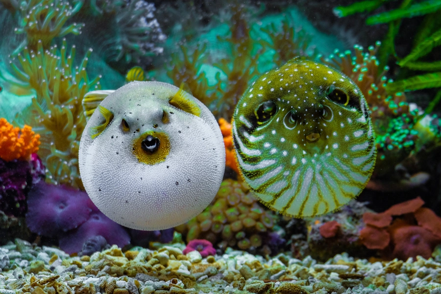 Puffer fish