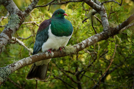 Novozelandski golub