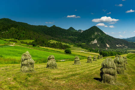 Hay in the meadow