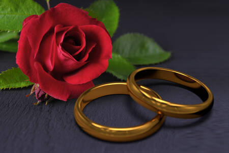 Rosa roja y anillos de boda.