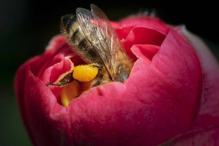 Μέλισσα σε ένα λουλούδι