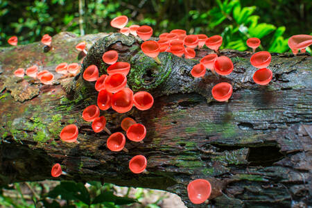 Cogumelos laranja na floresta