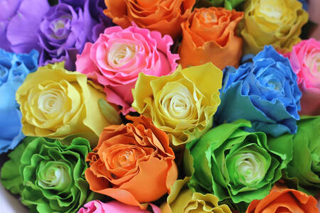 Многоцветни рози