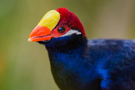 Central African turaco chick