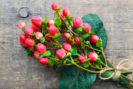 Branches avec des baies rouges