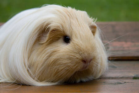 Porcellino d'India Sheltie