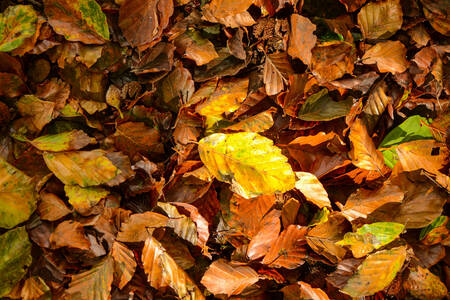 Hojas secas de otoño