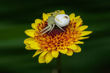 A spider on a yellow flower