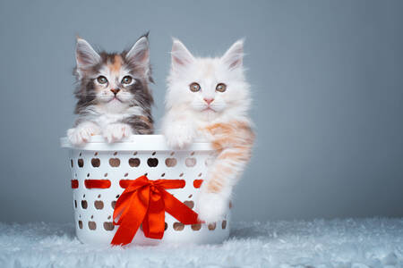 Maine Coon kittens in a basket