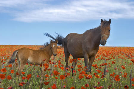 Paard en veulen in een klaprozenveld