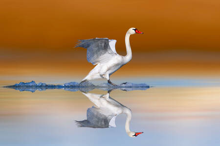 Cisne sobre el agua