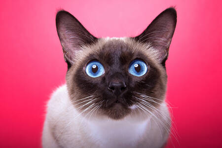 Siamese cat on pink background