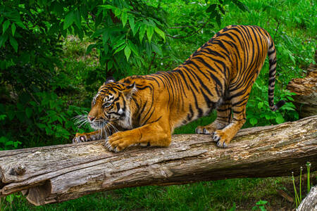 Tiger on a log