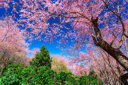 Árboles de sakura