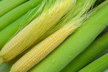 Mini corn