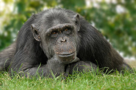 Χιμπατζής στο λιβάδι