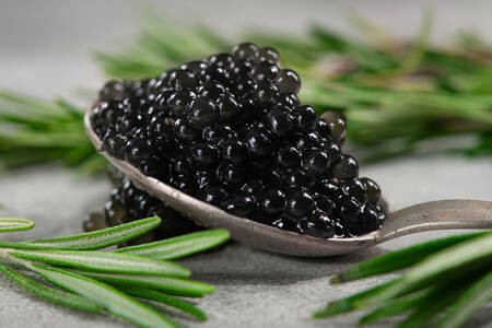 Sort kaviar og rosmarin