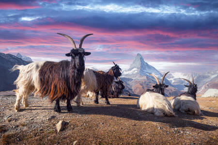Welsh goats in the Swiss Alps