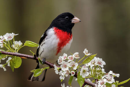 Red-breasted cardinal on a branch