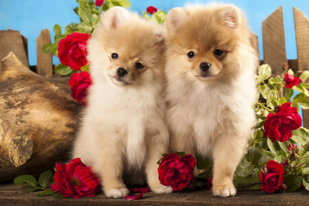 Pomeranian puppies and flowers