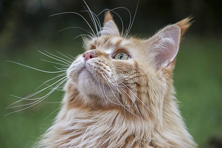 Mačka đumbira gleda u nebo