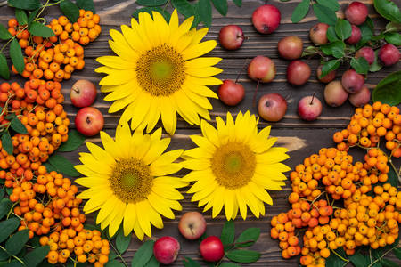 Sunflowers with apples and rowan