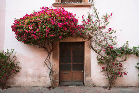 Bougainvillea at the entrance to the house