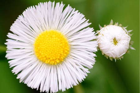 Indoor and outdoor chamomile flower