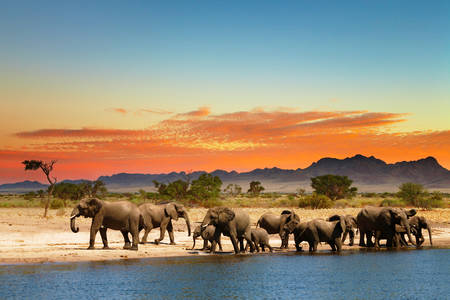 Slonovi u rupi za vodu
