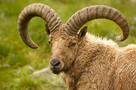 Caucasian mountain goat