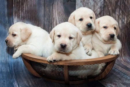 Labrador retriever pups