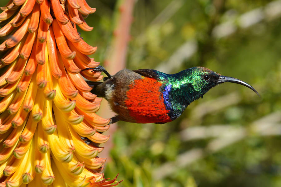 Greater Double Collared Sunbird