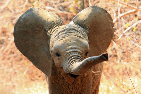 Bebé elefante