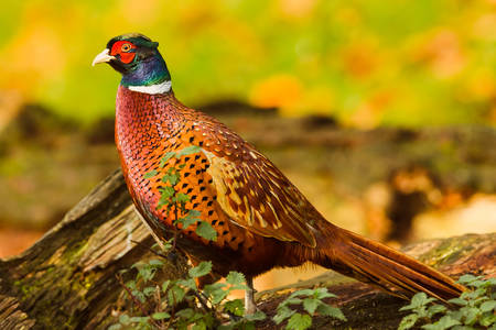Kleurrijke fazant