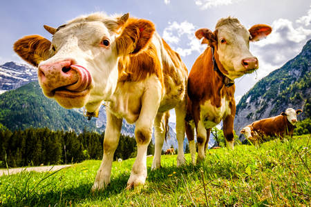 Alpské krávy