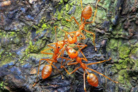Červení mravenci
