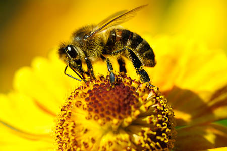 Bee