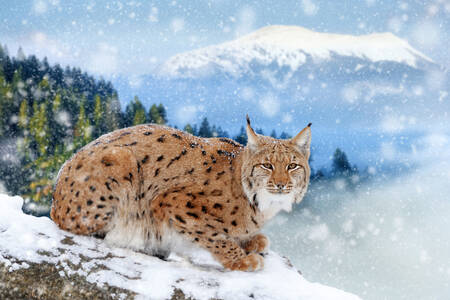 Lynx u snegu