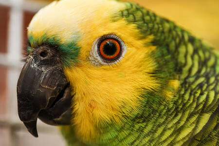 Вълнист папагал